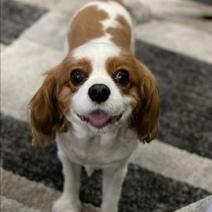 Meet your Posher, Gabby